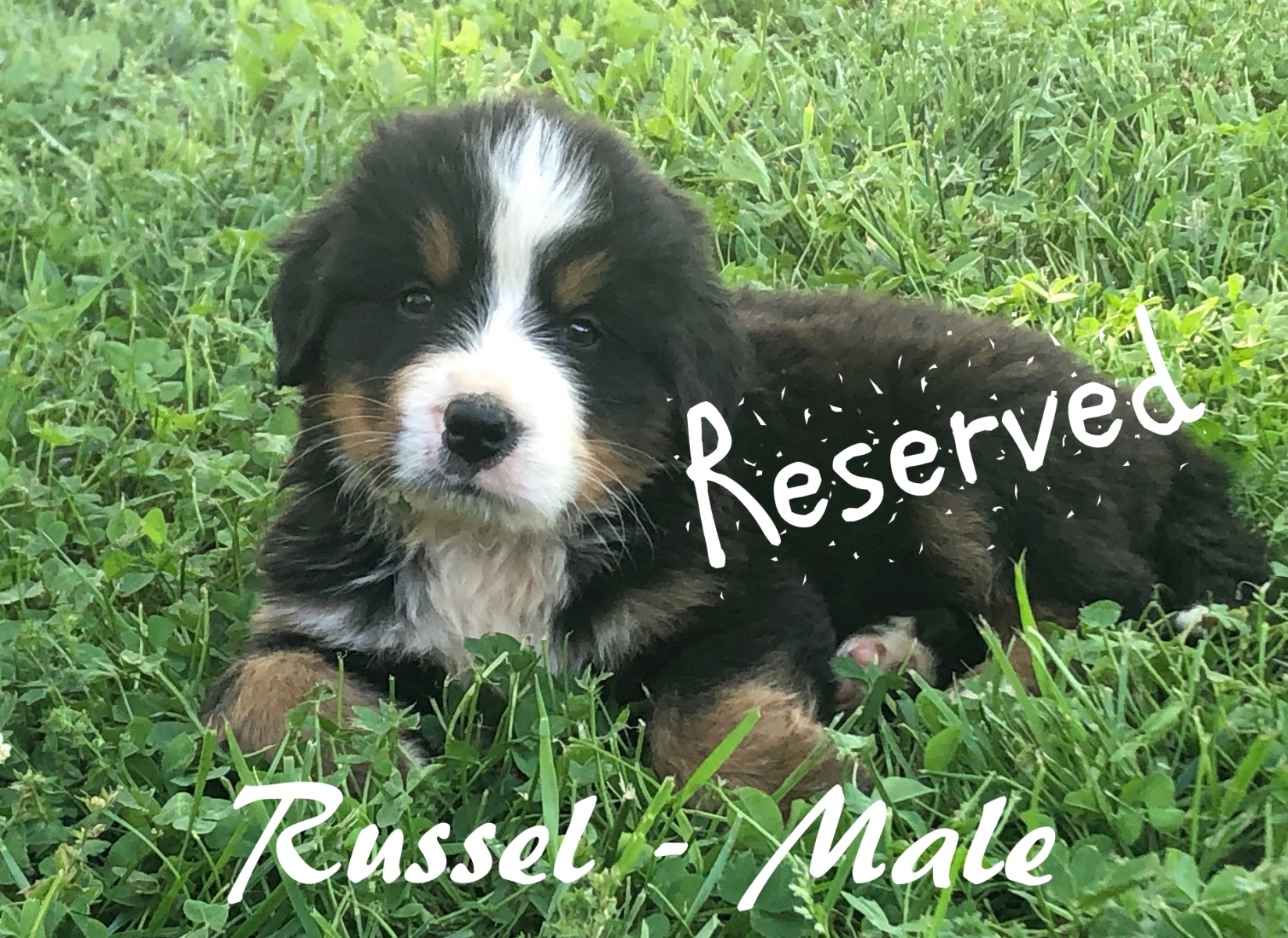 Russel-6wks-res