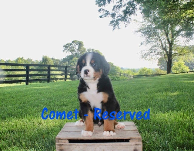 Comet-6wks