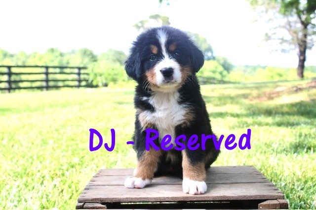 DJ-6wks