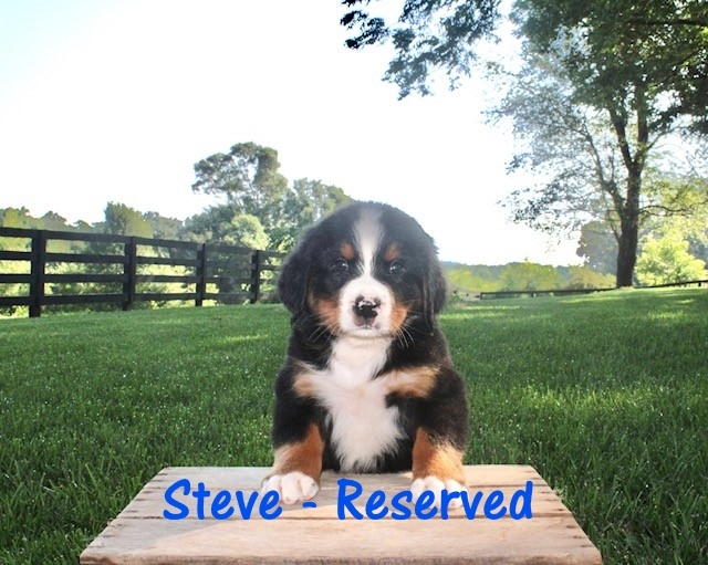 Steve-6wks