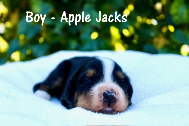 Boy-Apple-Jacks