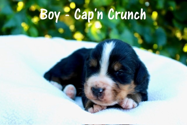 Boy-Capt.-Crunch