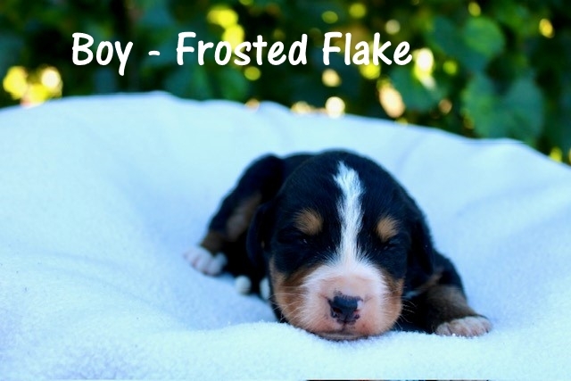 Boy-Frosted-Flake