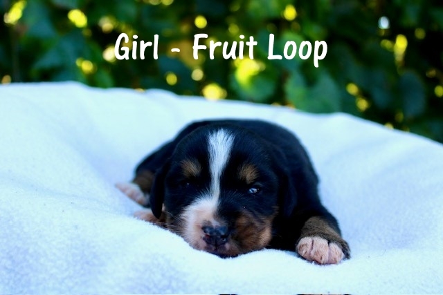 Girl-Fruit-Loop