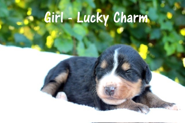 Girl-Lucky-Charm