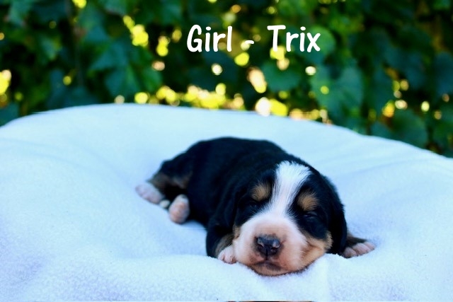 Girl-Trix