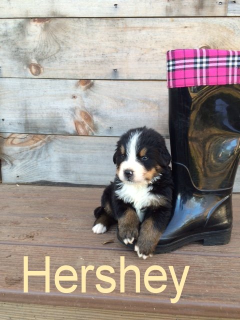 Hershey 4wks