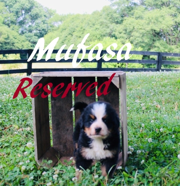 2_Mufasa-5wks